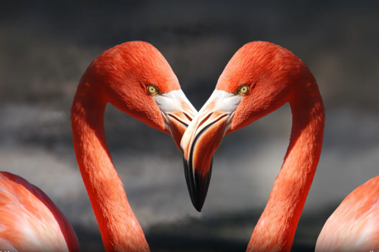 Sind Tiere wirklich zum Fressen da