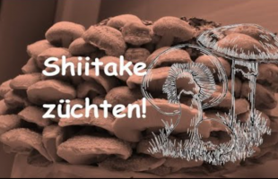 Wie mache ich Shiitake Pilze?