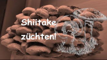 Wie mache ich Shiitake Pilze?