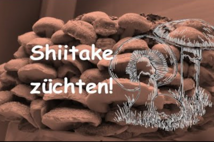 Wie mache ich Shiitake Pilze?