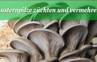 Austernpilze züchten und Vermehren