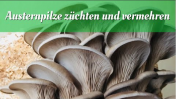 Austernpilze züchten und Vermehren
