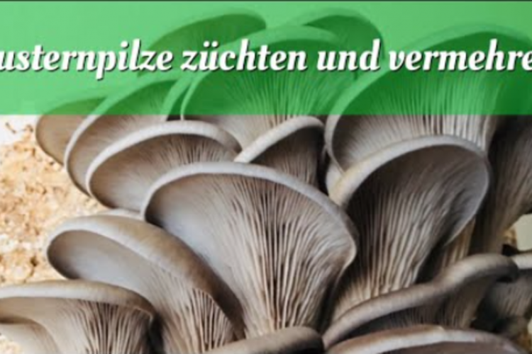 Austernpilze züchten und Vermehren