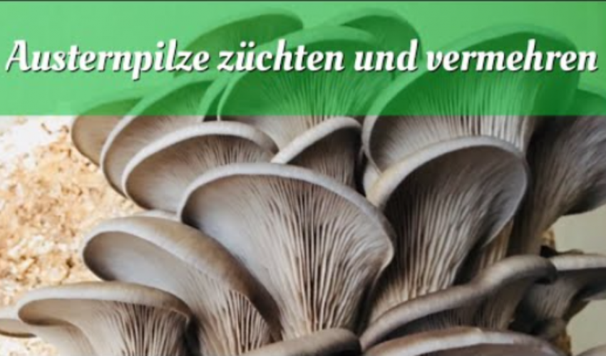 Austernpilze züchten und Vermehren
