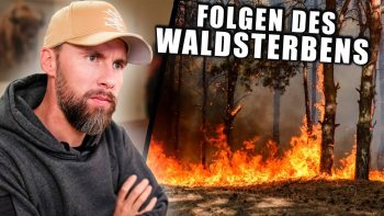 Das Waldsterben hat schwerwiegende Folgen für uns alle! Planet Hero Folge 8 | Robert Marc Lehmann