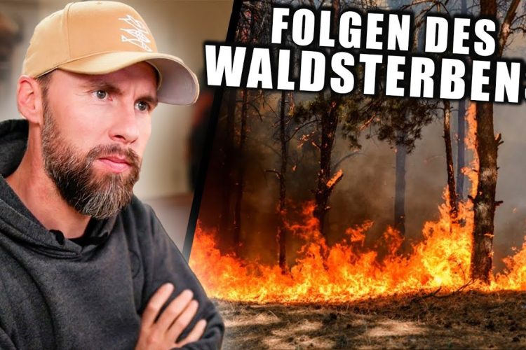 Das Waldsterben hat schwerwiegende Folgen für uns alle! Planet Hero Folge 8 | Robert Marc Lehmann