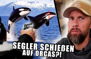 Der KONFLIKT ESKALIERT immer WEITER! Segler schießen auf Orcas | Robert Marc Lehmann