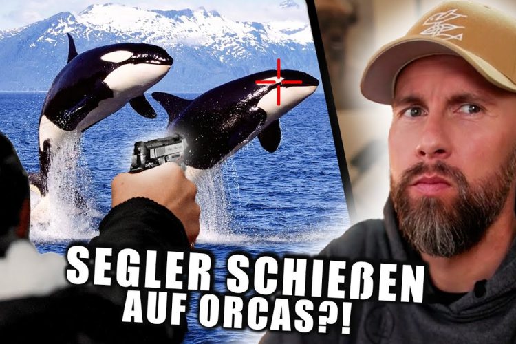 Der KONFLIKT ESKALIERT immer WEITER! Segler schießen auf Orcas | Robert Marc Lehmann
