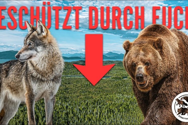 Diesen 1.000.000 m² Regenwald können wir mit 1€ für IMMER schützen!