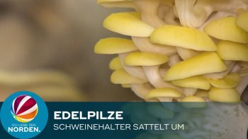Früher Schweine, heute Edelpilze: Landwirt sammelt um