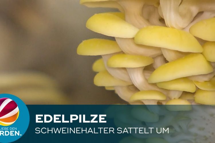 Früher Schweine, heute Edelpilze: Landwirt sammelt um