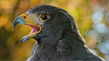 Geistheiler Sananda- Göttliches Tierreich – Teil 2 -432 HZ- Wunderschöne Entspannungsmusik