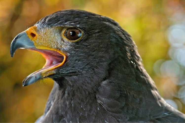 Geistheiler Sananda- Göttliches Tierreich – Teil 2 -432 HZ- Wunderschöne Entspannungsmusik