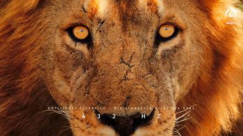 Geistheiler Sananda – Göttliches Tierreich Teil 1 – 432 HZ – Wunderschöne Entspannungsmusik