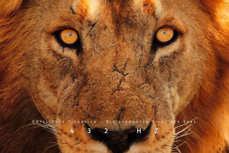 Geistheiler Sananda – Göttliches Tierreich Teil 1 – 432 HZ – Wunderschöne Entspannungsmusik