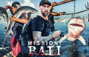 #HaiBockAngriff Die Realität – Einblicke in einen der größten Haimärkte der Welt | Mission: Bali