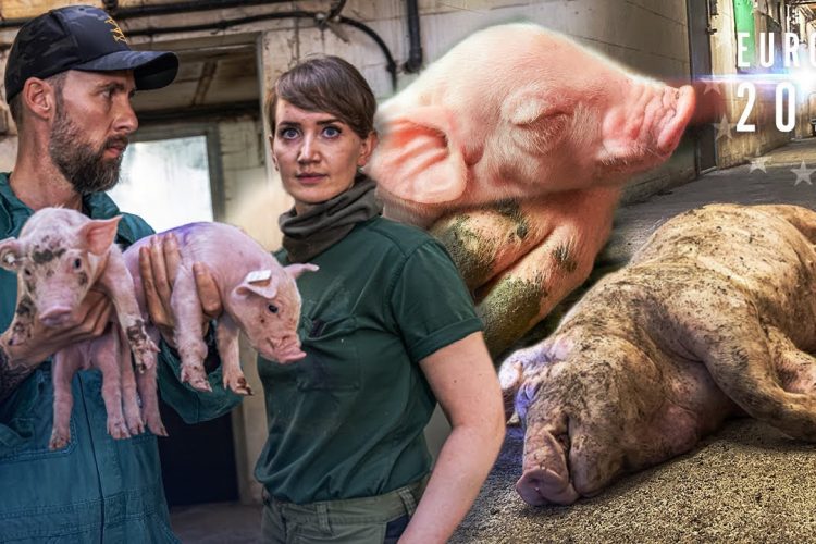 Nach diesem Video wirst DU dich schämen ein Mensch zu sein.