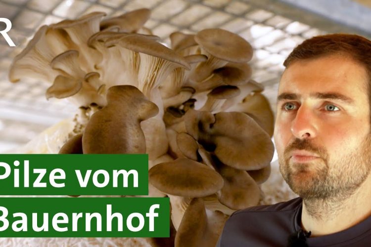 Pilze züchten am Bio Bauernhof | Bio Pilze | Kräuterseitlinge | Austernpilze | Unser Land | BR