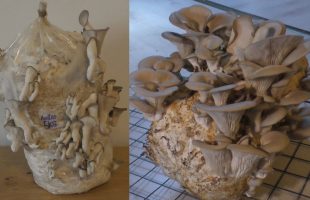 Pilze züchten – Austernseitlinge auf 5kg Strohpellets in der Schlauchfolie