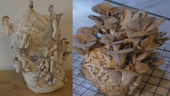 Pilze züchten – Austernseitlinge auf 5kg Strohpellets in der Schlauchfolie