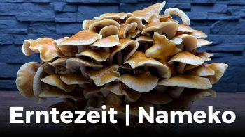 Pilze züchten | Erntezeit Folge 48 | Nameko| Pholiota nameko