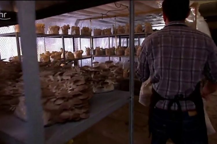 Pilzzucht Braun Wabern Hessen mit Dieter Voss