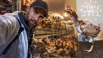 Vorzeigebetrieb UNDERCOVER infiltriert – Das bedeutet es Ei zu essen | Mission: Europa 2023