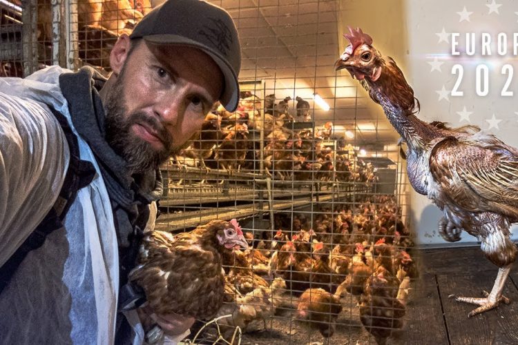 Vorzeigebetrieb UNDERCOVER infiltriert – Das bedeutet es Ei zu essen | Mission: Europa 2023
