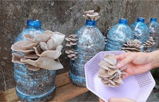 Wenn Sie eine Plastikflasche zu Hause haben, können Sie darin Pilze züchten