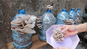 Wenn Sie eine Plastikflasche zu Hause haben, können Sie darin Pilze züchten