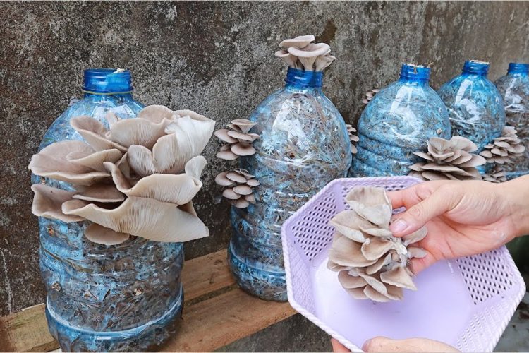 Wenn Sie eine Plastikflasche zu Hause haben, können Sie darin Pilze züchten