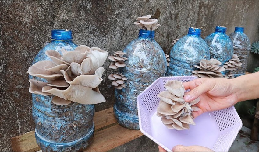 Wenn Sie eine Plastikflasche zu Hause haben, können Sie darin Pilze züchten