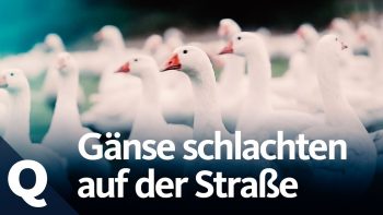 Experiment: So reagieren Passanten aufs Tiere-Schlachten | Quarks