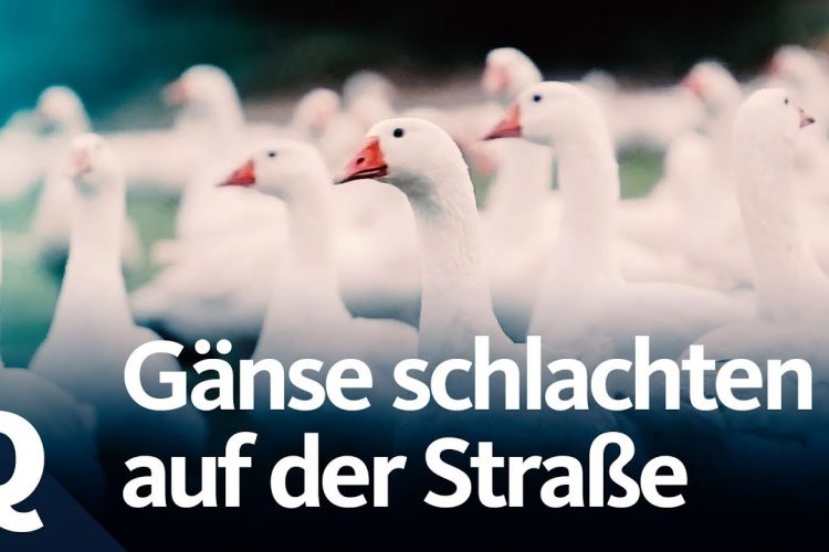 Experiment: So reagieren Passanten aufs Tiere-Schlachten | Quarks