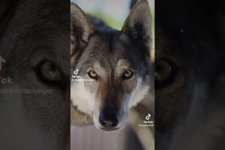 Die Liebe wird ewiglich Sein!MeineEmpfehlung:Die Bücher von GeistheilerSananda lesen