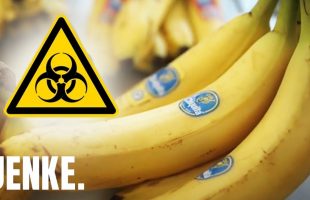 Gift-Bananen: Krebserregende Pestizide gefährden Menschen! | JENKE. DAS FOOD-EXPERIMENT