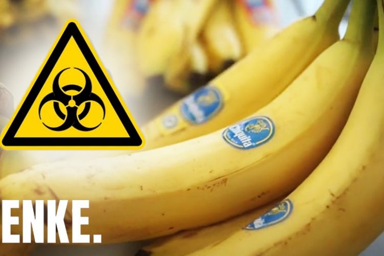 Gift-Bananen: Krebserregende Pestizide gefährden Menschen! | JENKE. DAS FOOD-EXPERIMENT