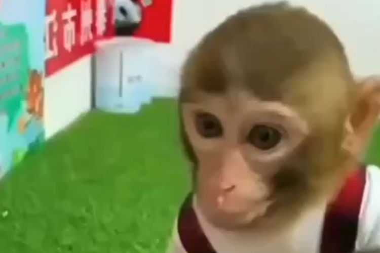 Tierliebe: Süßes Äffchen