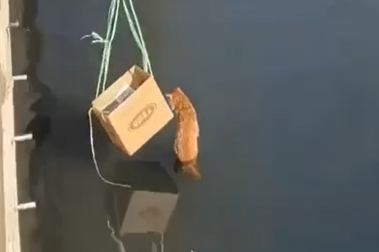 Tierliebe: Katzen Rettungsaktion