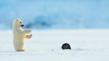 Tierliebe: Eisbär trifft auf Robbe