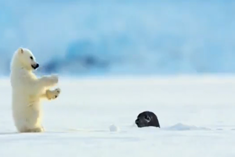 Tierliebe: Eisbär trifft auf Robbe