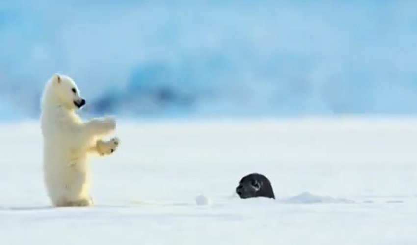 Tierliebe: Eisbär trifft auf Robbe