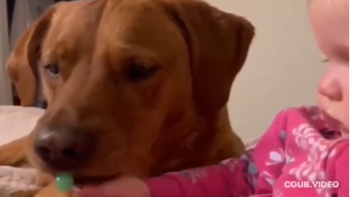 Tierliebe: Hund und Baby