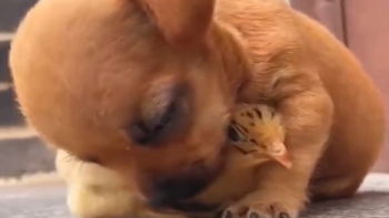 Tierliebe: Hund & Küken