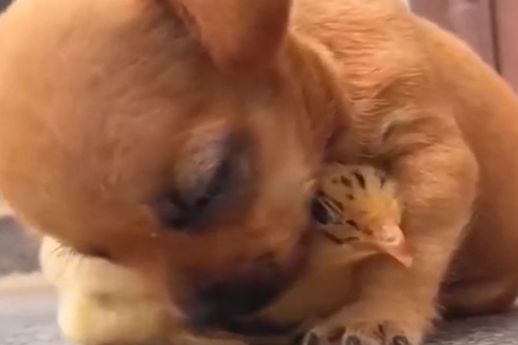 Tierliebe: Hund & Küken