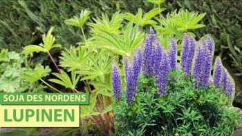 Die Lupine – eine echte Superpflanze