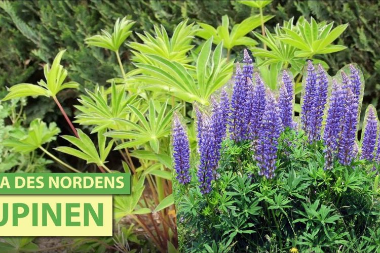 Die Lupine – eine echte Superpflanze