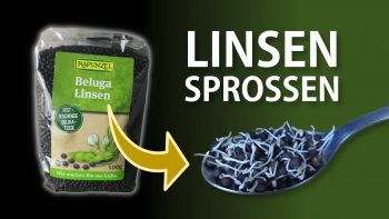 Linsen keimen lassen – Anleitung: Linsensprossen im Keimglas ziehen | Linsenkeimlinge