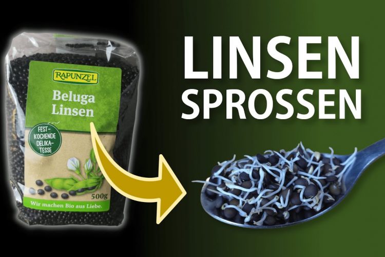 Linsen keimen lassen – Anleitung: Linsensprossen im Keimglas ziehen | Linsenkeimlinge