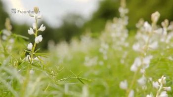 Superfood Lupinen: Süßlupine als Ersatz für tierische Produkte?